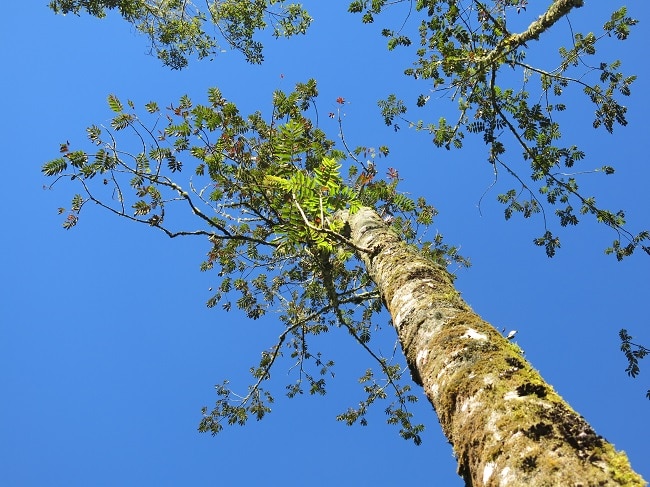 Brunellia comocladifolia עץ בפארק